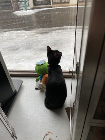 外を眺める猫「本日大安ですが……」