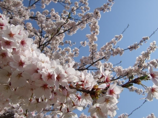「今年の桜は綺麗でしたネ　(*^。^*)」