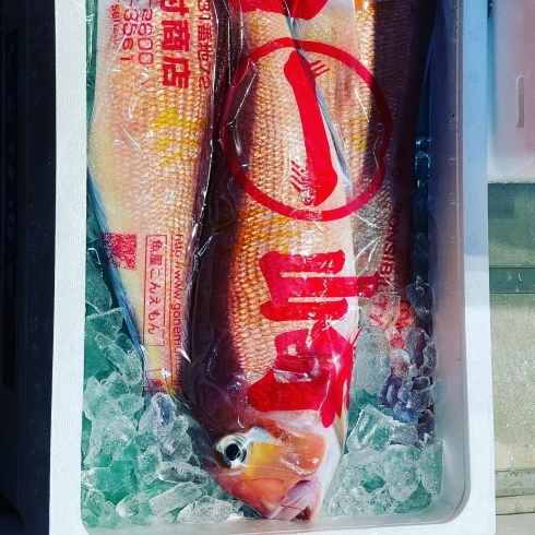 甘鯛→山口県。カルパッチョ、松笠焼きにします「3月11日朝4時、船橋市場で魚介の仕入れです。」