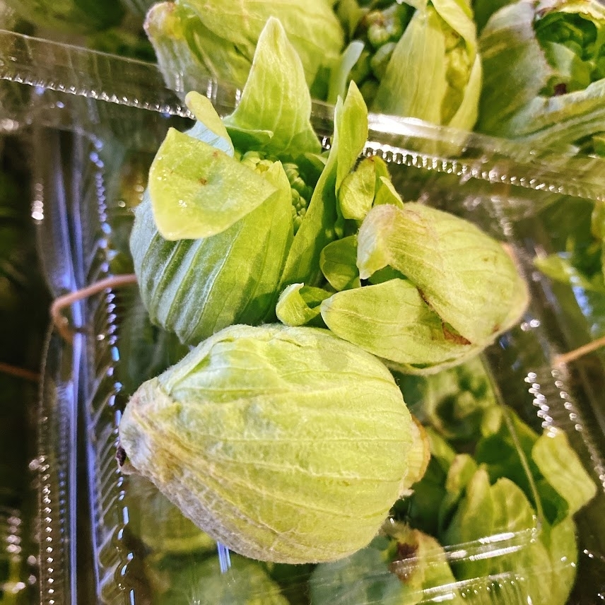 地場野菜のセリ場に「ばっけ(ふきのとう)」が出荷され始めましたー