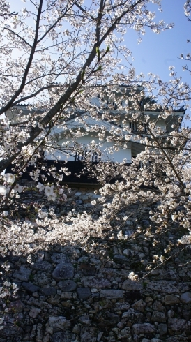 吉田城下の「桜」「桜が見ごろ(^^)/」
