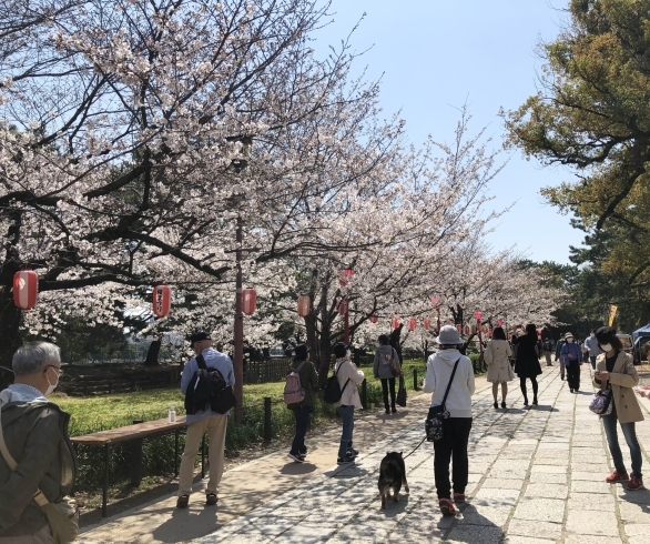 「和歌山城の桜満開です♪」