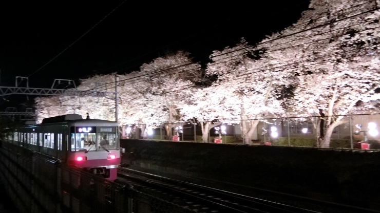 ライトアップの全体像「松戸駐屯地の夜桜ライトアップを観に行ってきました！！」