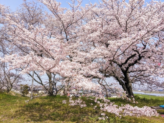 「【西条市 丹原町久妙寺】久妙寺の桜が見頃になっています！」