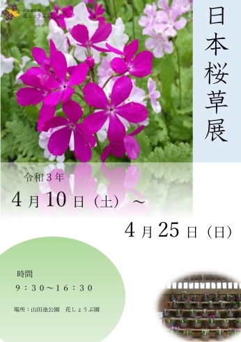 桜草展のポスター「日本桜草展」