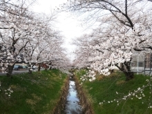 春本番！　春日井市内のお花見スポットご紹介