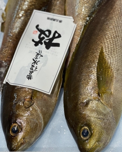 イサキ→大分「4月3日朝4時、Bar篠崎　船橋市場にて本日の魚介の仕入れです。」