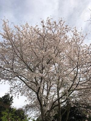 桜「桜と倒木処理!!石岡市で倒木処理といえば!!」