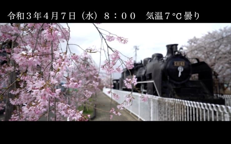 「「咲き始め」日中線しだれ桜並木 開花情報 4月7日（水）8：00 気温7℃ 曇り」