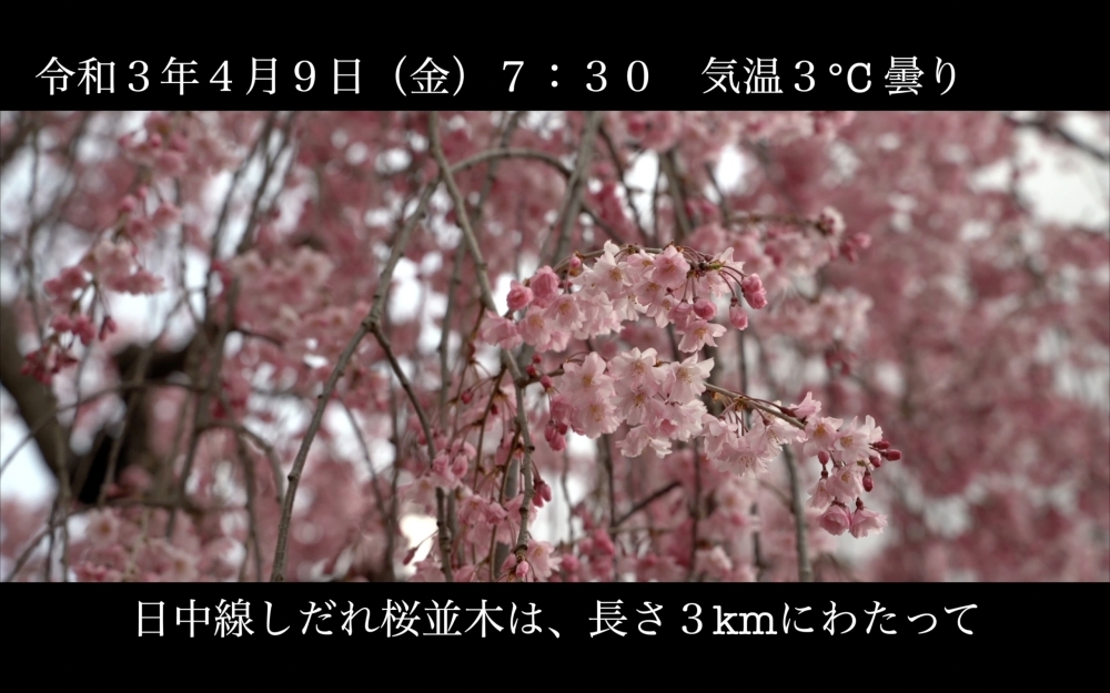 並木一作 新作 枝垂桜-2935x52cm - 版画
