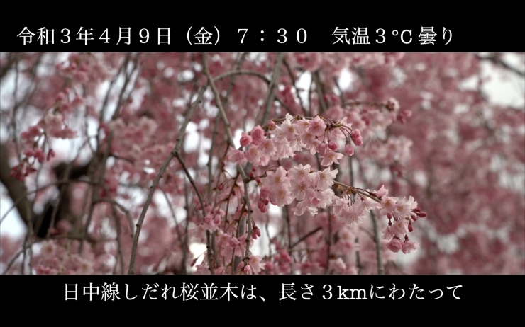 「「五分咲き」日中線しだれ桜並木 開花情報 4月9日（金）7：30 気温3℃ 曇り」