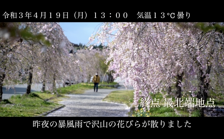「咲き終わり(ほぼ葉桜)です。  残念ですが昨夜の暴風雨で、かなり花びらが散ってしまいました。  今日で開花情報の定点観測動画を終了いたします」