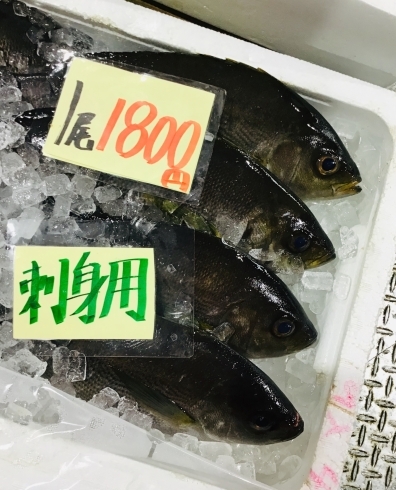 「西海物産館魚魚市場鮮魚コーナーおすすめは「イサキ・水イカ」です♪」