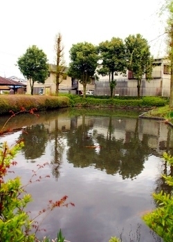 池には鯉が生息しています
