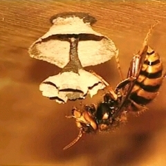 ハチの駆除！お早めに