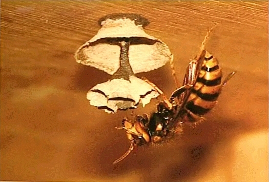 ハチの巣作りの初期「ハチの駆除！お早めに」