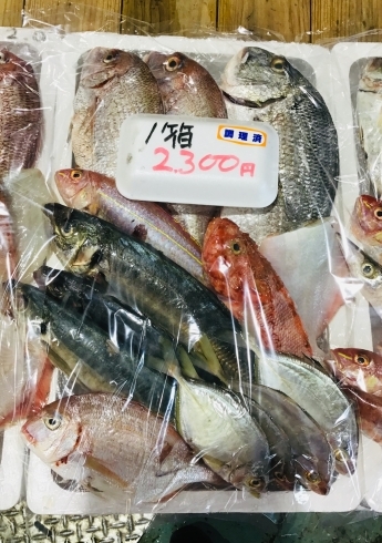 「西海物産館・魚魚市場鮮魚コーナーおすすめは「ボイルうちわエビ・お魚セット」です♪」