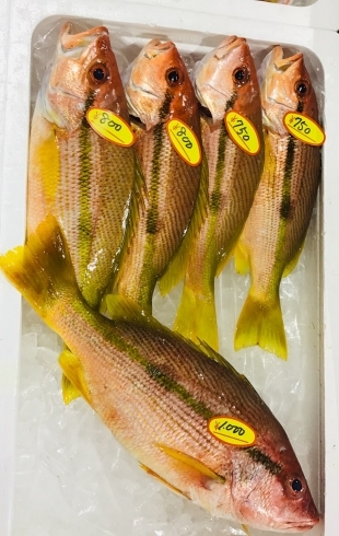 「西海物産館・魚魚市場鮮魚コーナーおすすめは「シマイサキ」入荷しました！」