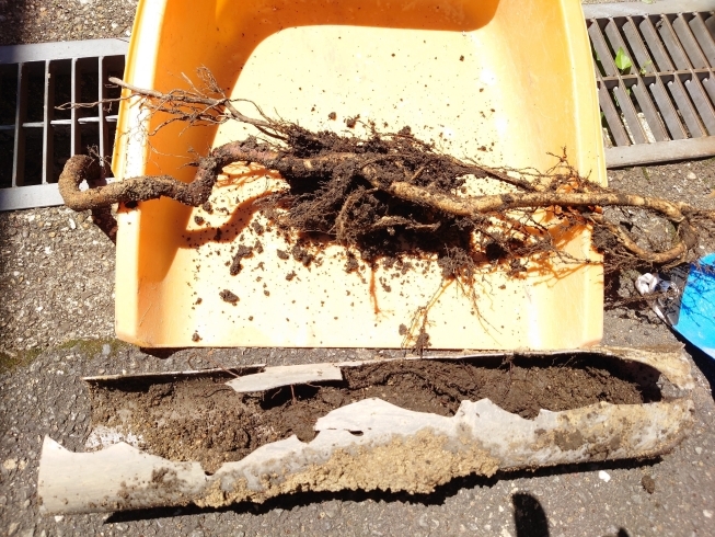 根っこと土が排水管から出てきました！「木の根っこ、どこから出てきたでしょうか？」