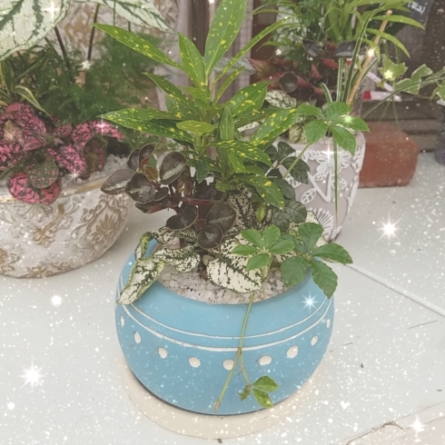 水色の容器が可愛い「最近人気の観葉植物の寄せ植え紹介します」