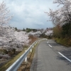 かさはら潮見の森|多治見市の桜スポット