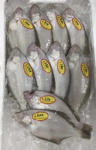 「魚魚市場鮮魚コーナーおすすめは「シビマグロ」です♪」