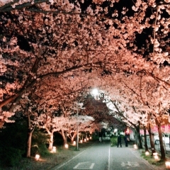 千葉トヨペット中央店の桜並木|千葉市稲毛区