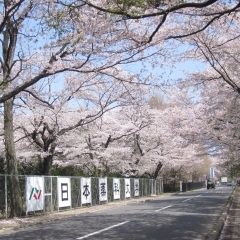 「伊奈町さくらまつり2019」日本薬科大学学校開放特別見学ツアーを開催します！