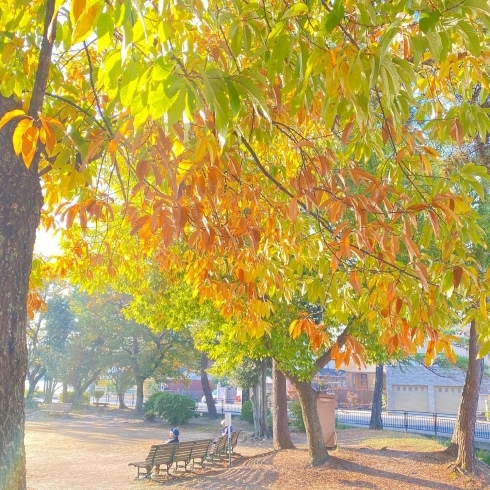 昨年の鶴林寺公園「今年の紅葉🍁の予想は？」