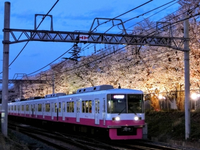 18：30頃の風景「松戸駐屯地の夜桜ライトアップを観に行ってきました！！」