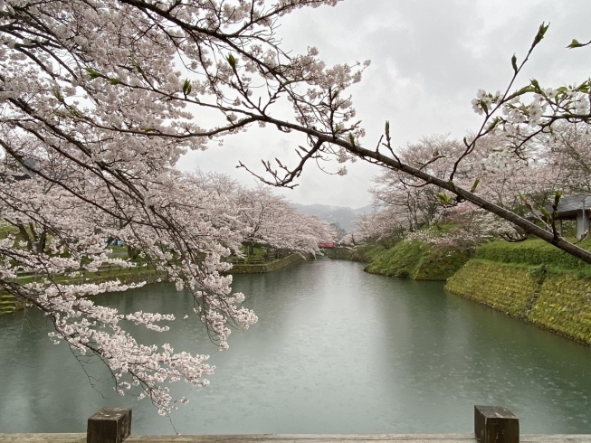 鹿野城跡公園は夜桜のライトアップも素晴らしいそうな「2020 桜情報」