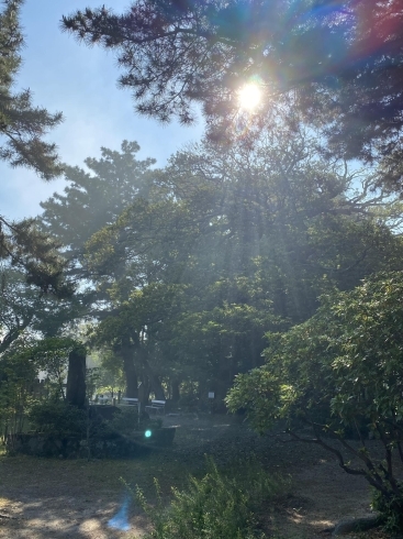 鶴林寺の境内。樹々の合間から差し込む朝日が清々しい「コロナが教えてくれたもの。」