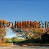 ■紅葉特集■【相模原公園】メタセコイア並木の紅葉は圧巻!!