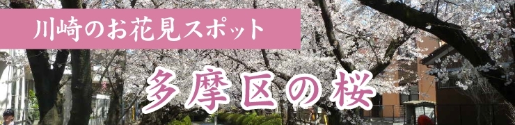 川崎でお花見するならここ！　多摩区の桜情報