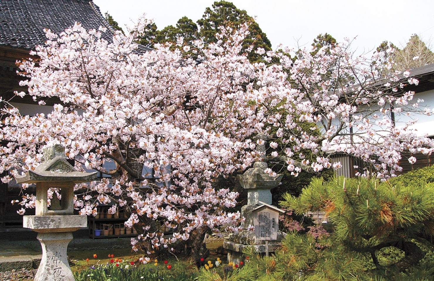 松前・蝦夷霞桜 （エゾカスミザクラ）