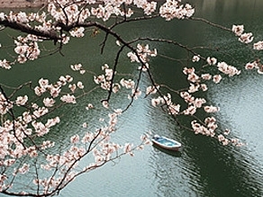 ボートからのお花見「和歌山の桜スポット！「七川ダム」」