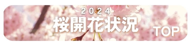 島根・鳥取　桜の開花　リアルタイム情報