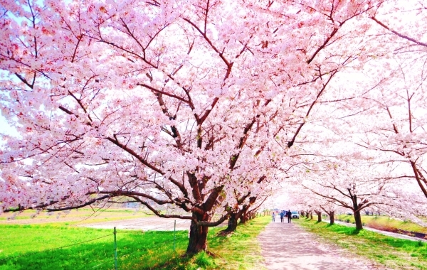 豊明・東郷・日進・長久手の桜特集