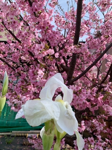 「【桜はほぼ満開です。ドッグラン付きテラス席から綺麗にみえます】」