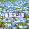 相模原公園のネモフィラ♪