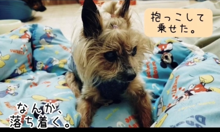 「年末年始のお預かりについて。　癒し動画「老犬ヨーキーの深夜のさがしもの」をお届け♪」