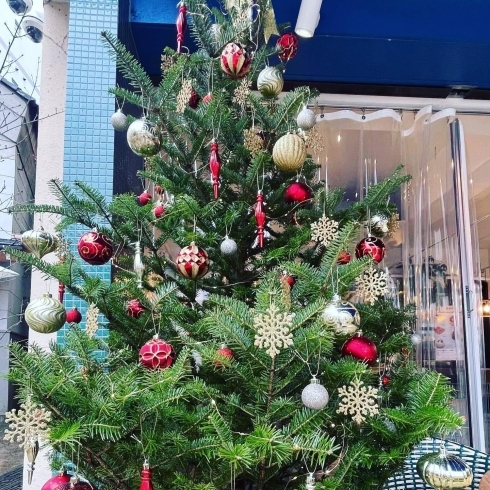「イルチチカフェさんにクリスマスツリー設置」