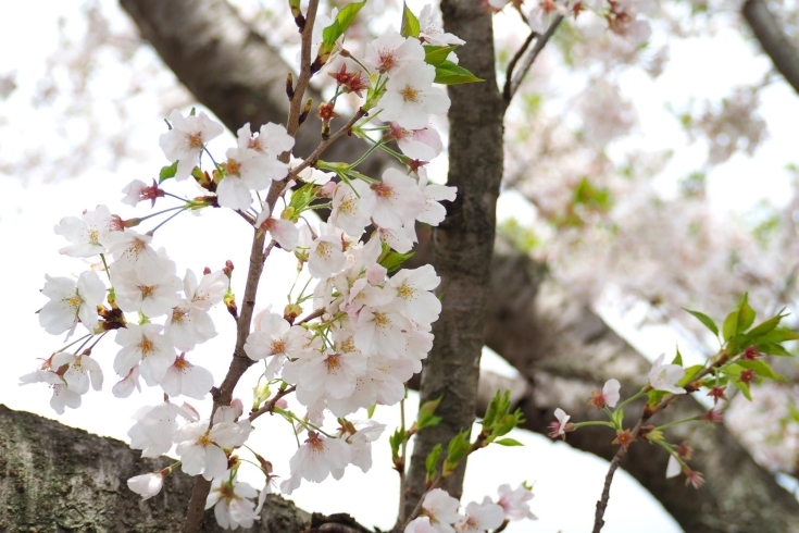 「【まいぷれ🌸さくら通信🌸vol.3】編集部前の桜の様子」