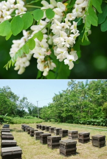 上：アカシアの花
下：蜂箱「三次はちみつ園 蜂家」