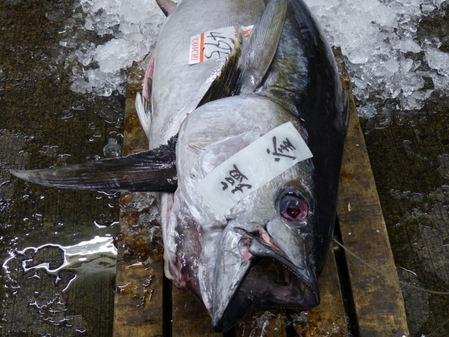 「船橋魚市 株式会社」水産物を集荷し、主に市場内仲卸業者に卸売しています。