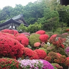 つつじの花が見頃です！【等覚院】