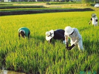 愛情込めて栽培しています。「おこめの辻」