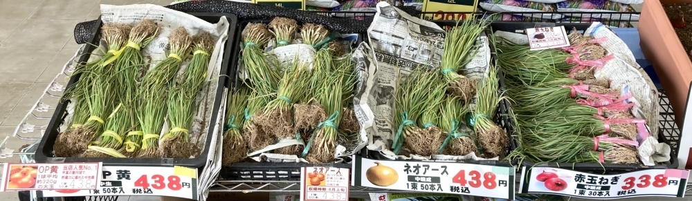 ☆玉ねぎ苗入荷致しました☆ | ホームセンタームサシ長井店のニュース