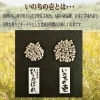 令和6年産 栃木県小山市産 コシヒカリ うまかん米 精米10kg