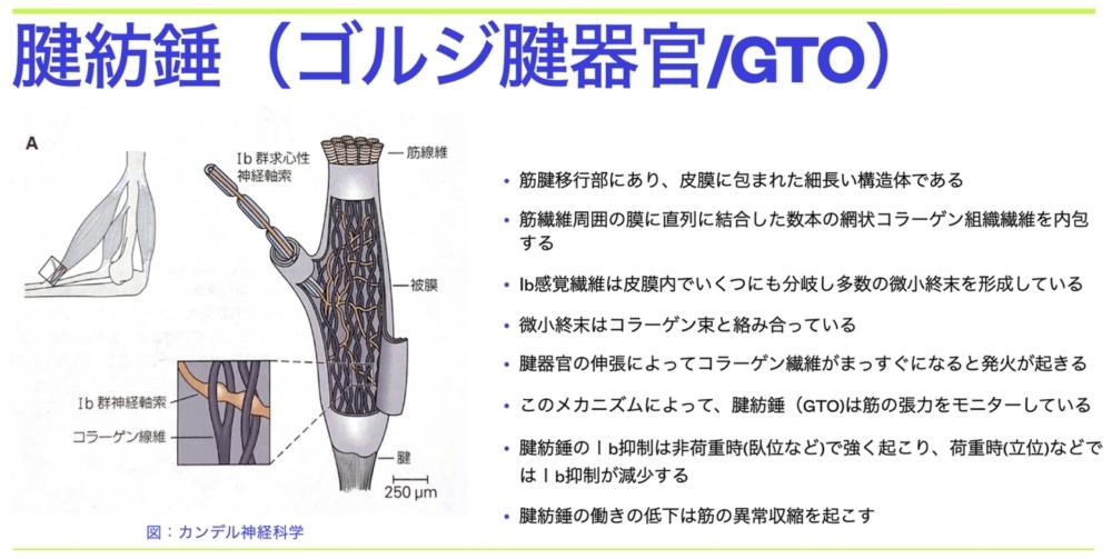 ゴルジ腱器官と筋紡錘